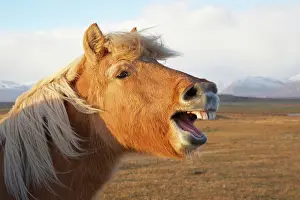 Josh: Iceland, Hofn. Icelandic horse seems to