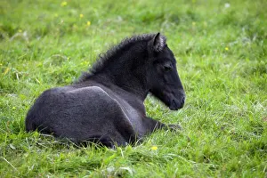 Filly: Iceland horse, black colt, juvenile, Iceland, Europe