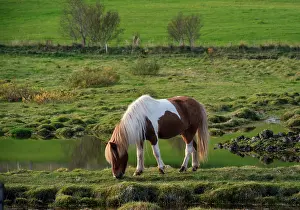 Grazing: Iceland. Horse grazes in southern Iceland