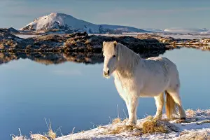Mountained: Iceland horse in front of winter Myvatn, northern