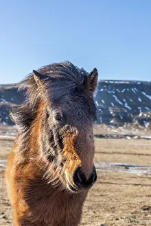 Rugged: Iceland, Icelandic horse