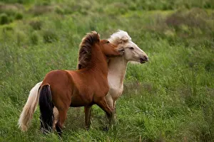 Grall: Iceland. Icelandic horses getting feisty