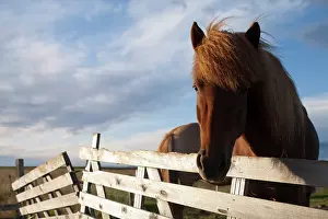 Paddock: Iceland, Icelandic Horses in windswept pasture