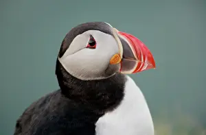 Morris: Iceland, Ingolfshofdi. Profile portrait