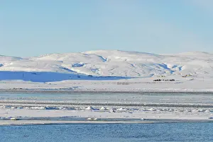 Asael: Iceland, inland, ducks swimming in icy blue