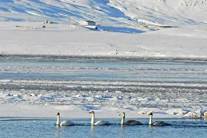 Asael: Iceland, inland, ducks swimming in icy blue