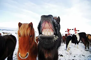 Grimace: Iceland, inland, thick horses in snowy field