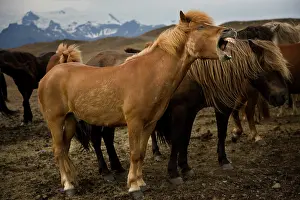 Grall: Iceland, Jokulsarlon. An Icelandic horse