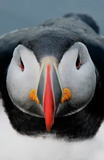 Morris: Iceland, Latrabjarg. Detail of Atlantic