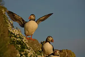 Mayweed: Iceland, Latrabjarg. Atlantic puffin posing