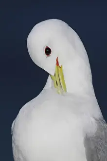 Morris: Iceland, Latrabjarg. Close-up of black-legged