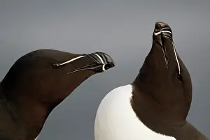 Morris: Iceland, Latrabjarg. Close-up of razorbills