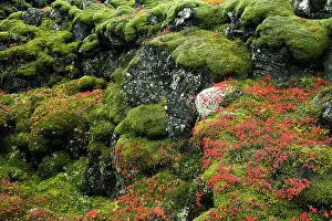 Dennis: Iceland, Pingvellir National Park. Moss-covered