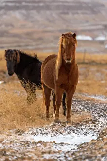 Thoroughbreds: Iceland ponies in wintery landscape, Laugarvatn