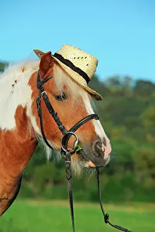 Bridle: Iceland pony, cross breed, chestnut pinto, gelding