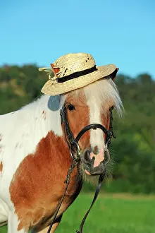 Bridle: Iceland pony, cross breed, chestnut pinto, gelding