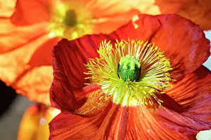 Poppy: Iceland poppy