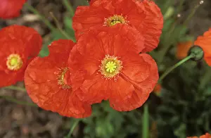 Nudicaule: Iceland poppy (Papaver nudicaule)