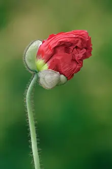 Champagne: Iceland poppy, Papaver nudicaule Champagne Bubbles