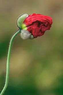 Champagne: Iceland poppy, Papaver nudicaule Champagne Bubbles