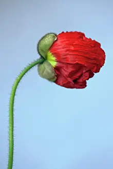 Champagne: Iceland poppy, Papaver nudicaule Champagne Bubbles