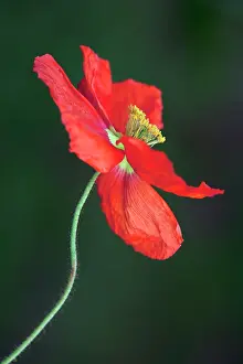 Champagne: Iceland poppy, Papaver nudicaule Champagne Bubbles