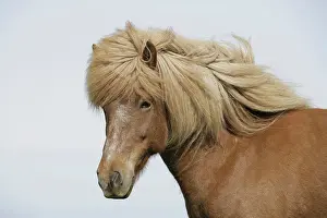 Morris: Iceland. Portrait of an Icelandic horse