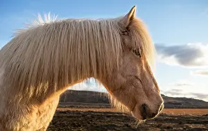 Blond: Iceland. Portrait of Icelandic horse