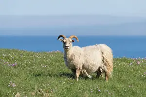 Ovis: Iceland sheep