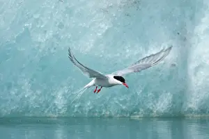 Agility: Iceland, Skaftafell National Park, Arctic