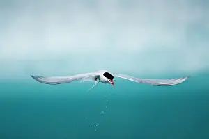 Agility: Iceland, Skaftafell National Park, Arctic