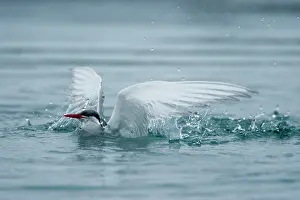 Agility: Iceland, Skaftafell National Park, Arctic