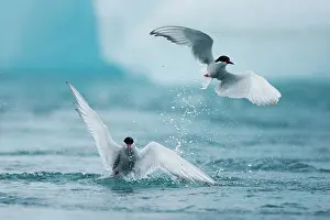 Agility: Iceland, Skaftafell National Park, Two Arctic