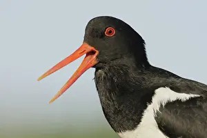 Morris: Iceland, Snaefellsnes Peninsula. Close-up