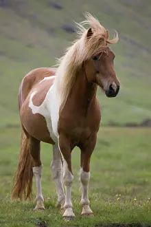 Grall: Iceland, Snaefellsnes Peninsula. Close-up