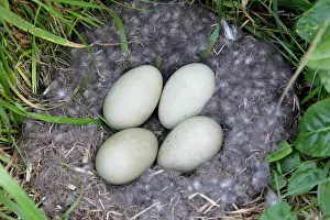 Morris: Iceland, Snaefellsnes Peninsula. Common