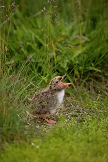Grall: Iceland, Snaefellsnes Peninsula. A newborn