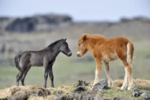 Pieces: Icelandic foal face to face in the moor Iceland