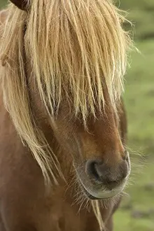 Snouts: Icelandic Horse