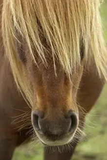 Snouts: Icelandic Horse
