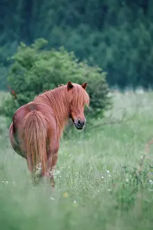 Hack: Icelandic Horse
