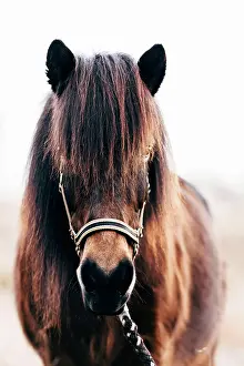 Hack: Icelandic Horse