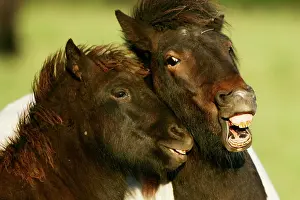 Affectionate: Icelandic horse