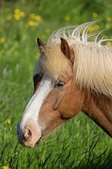 Ferus: Icelandic Horse - adult horse portrait - Iceland