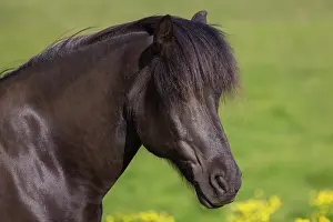 Ferus: Icelandic Horse - adult horse portrait - Iceland