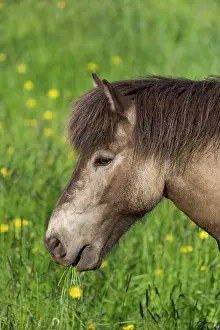 Ferus: Icelandic Horse - adult horse portrait - Iceland
