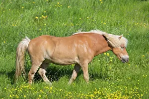 Ferus: Icelandic Horse - adult horse standing in meadow