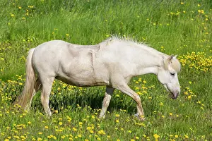 Ferus: Icelandic Horse - adult horse standing in meadow