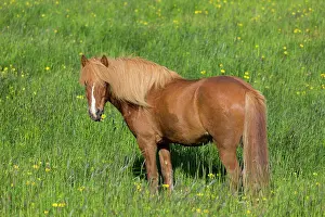 Ferus: Icelandic Horse - adult horse standing in meadow