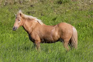 Ferus: Icelandic Horse - adult horse standing in meadow